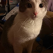 Milo joined the competition — help win amazing prizes! animal, cat, closeup, curious, cute, domestic, ears, eyes, face, feline, fur, indoor, mammal, nose, pet, portrait, shadow, sitting, soft_light, whiskers