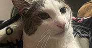 Milo joined the competition — help win amazing prizes! animal, blanket, cat, closeup, comfort, cozy, curious, cute, domestic, ears, eyes, face, feline, fur, indoor, pet, pink_nose, resting, soft, whiskers