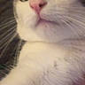 Milo joined the competition — help win amazing prizes! cat, close_up, pet, animal, face, fur, whiskers, pink_nose, eyes, paw, indoor, hand, curious, cute, mammal, feline, portrait, looking, expression, soft