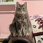 Stella joined the competition — help win amazing prizes! armrest, cat, cozy, crocheted_blanket, curious_eyes, domestic_animal, feline, fluffy, furniture, furry, gray_cat, household_items, indoor, leather_couch, pet, pink_wall, portrait, shelf, sitting, tabby