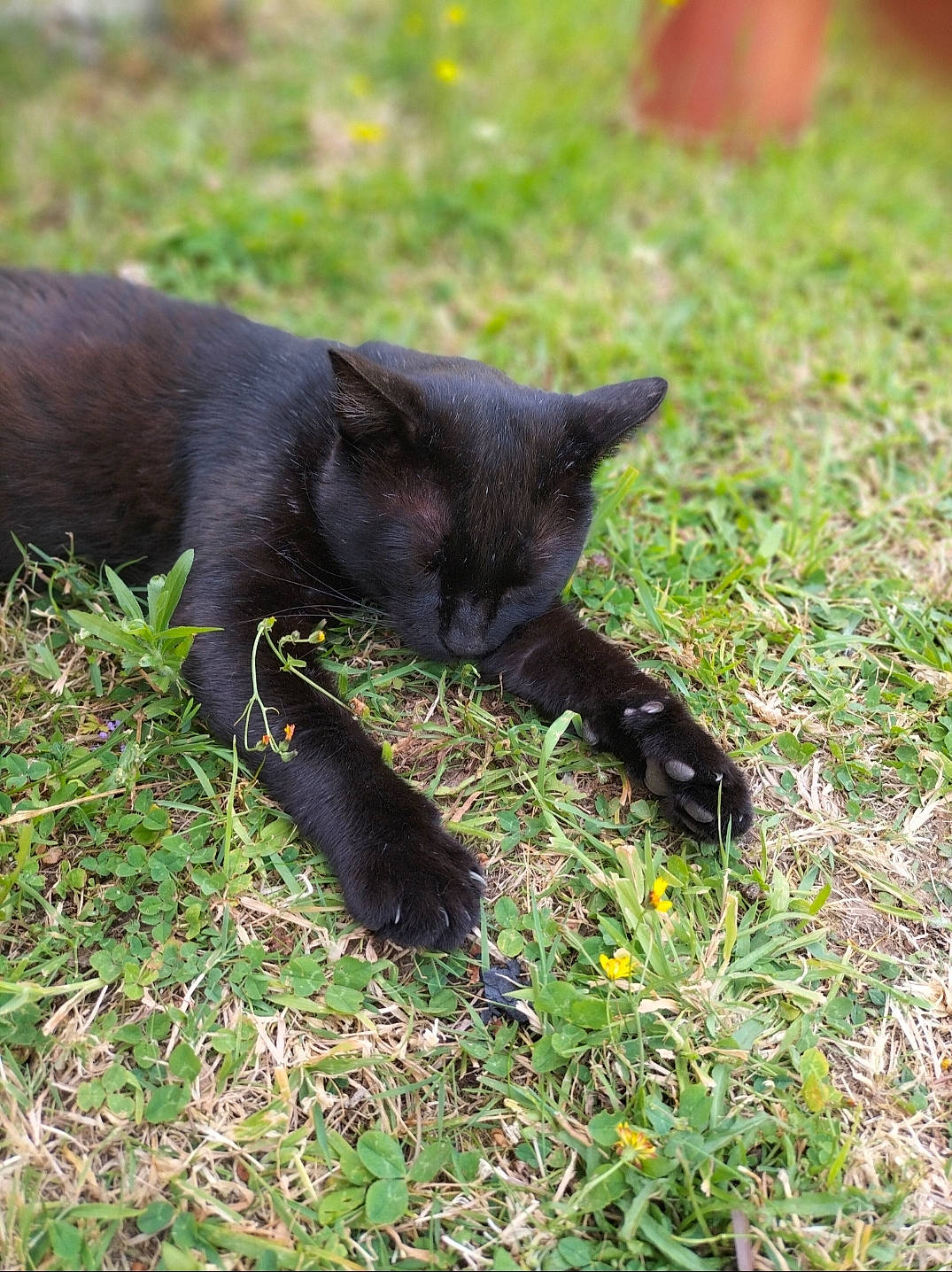 Ticoco participe au concours pour gagner de l'argent avec cette photo : black_cat, bombay, carnivore, cat, felidae, flowering_plant, fur, grass, groundcover, herbaceous_plant, plant, small_to_medium_sized_cats, tail, terrestrial_animal, terrestrial_plant, whiskers