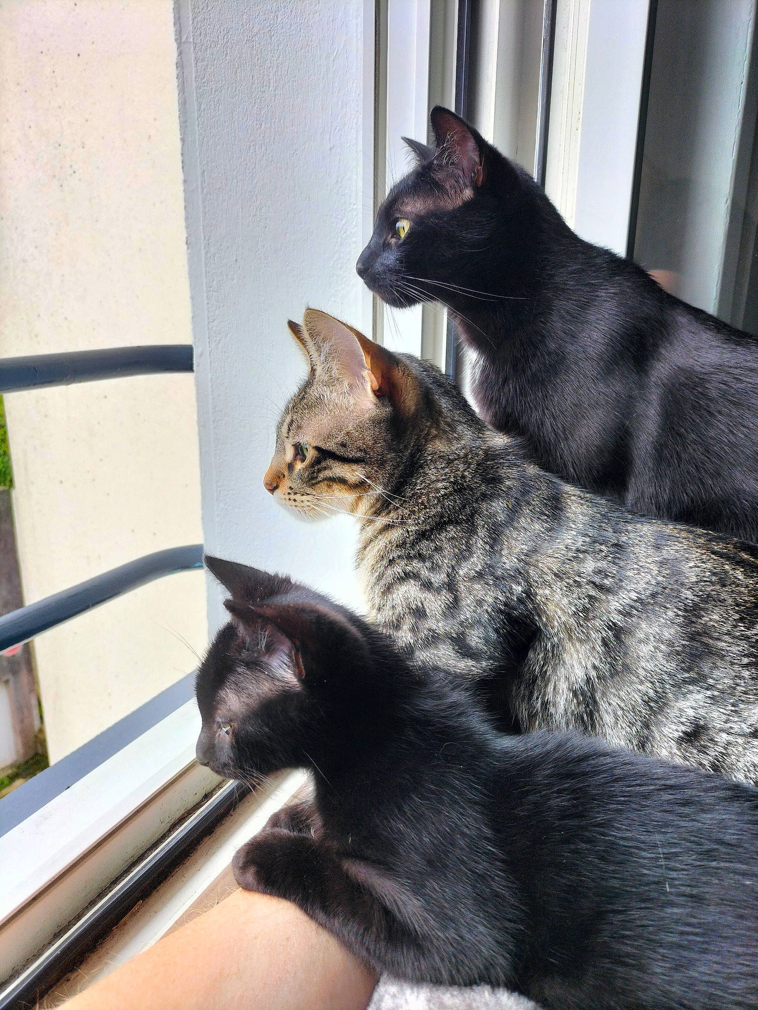 Charly participe au concours pour gagner de l'argent avec cette photo : black_cat, carnivore, cat, claw, comfort, domestic_short_haired_cat, felidae, fur, grey, mammal, monochrome_photography, paw, sitting, small_to_medium_sized_cats, snout, tail, terrestrial_animal, vertebrate, whiskers, window