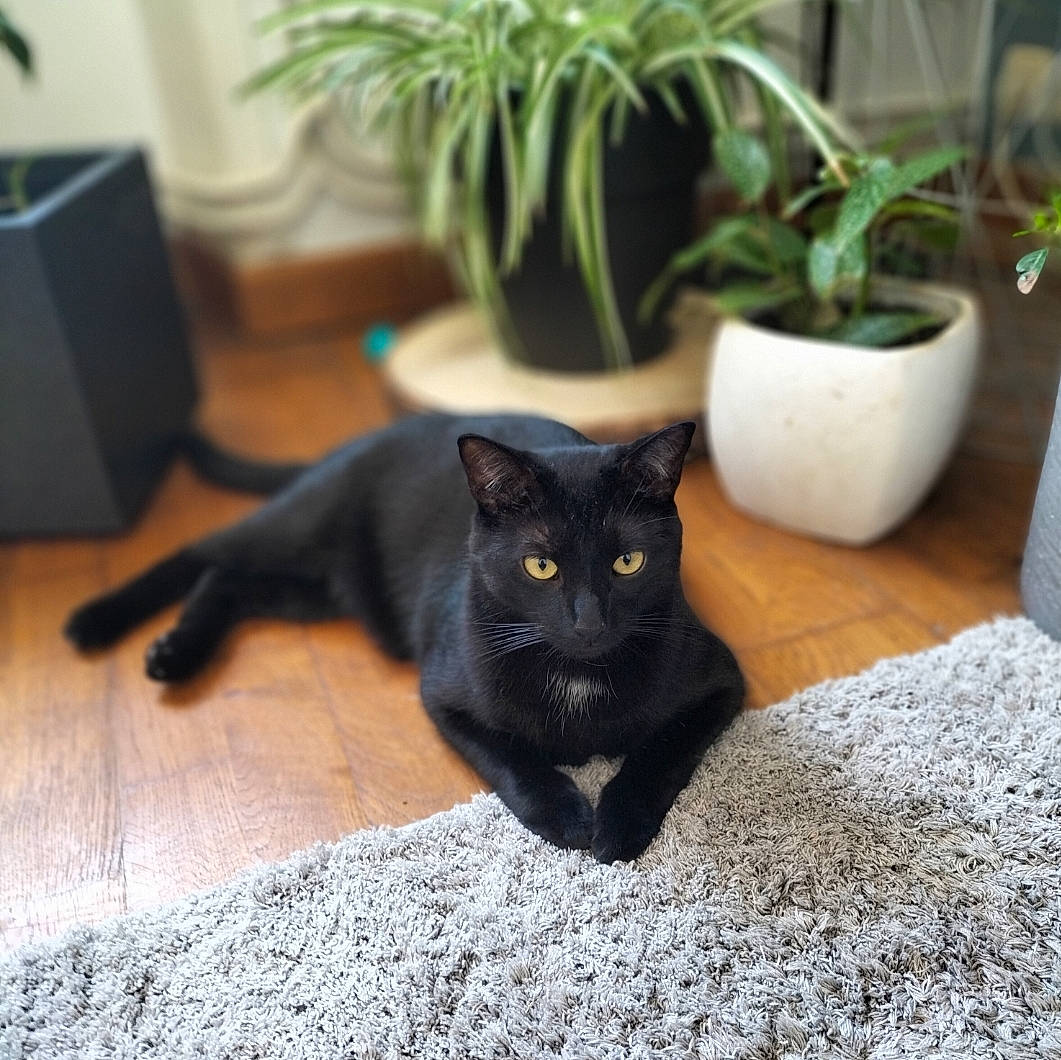 Charly participe au concours pour gagner de l'argent avec cette photo : black_cat, bombay, carnivore, cat, claw, domestic_short_haired_cat, felidae, flooring, flowerpot, fur, grass, grey, houseplant, plant, room, small_to_medium_sized_cats, snout, tail, tree, whiskers