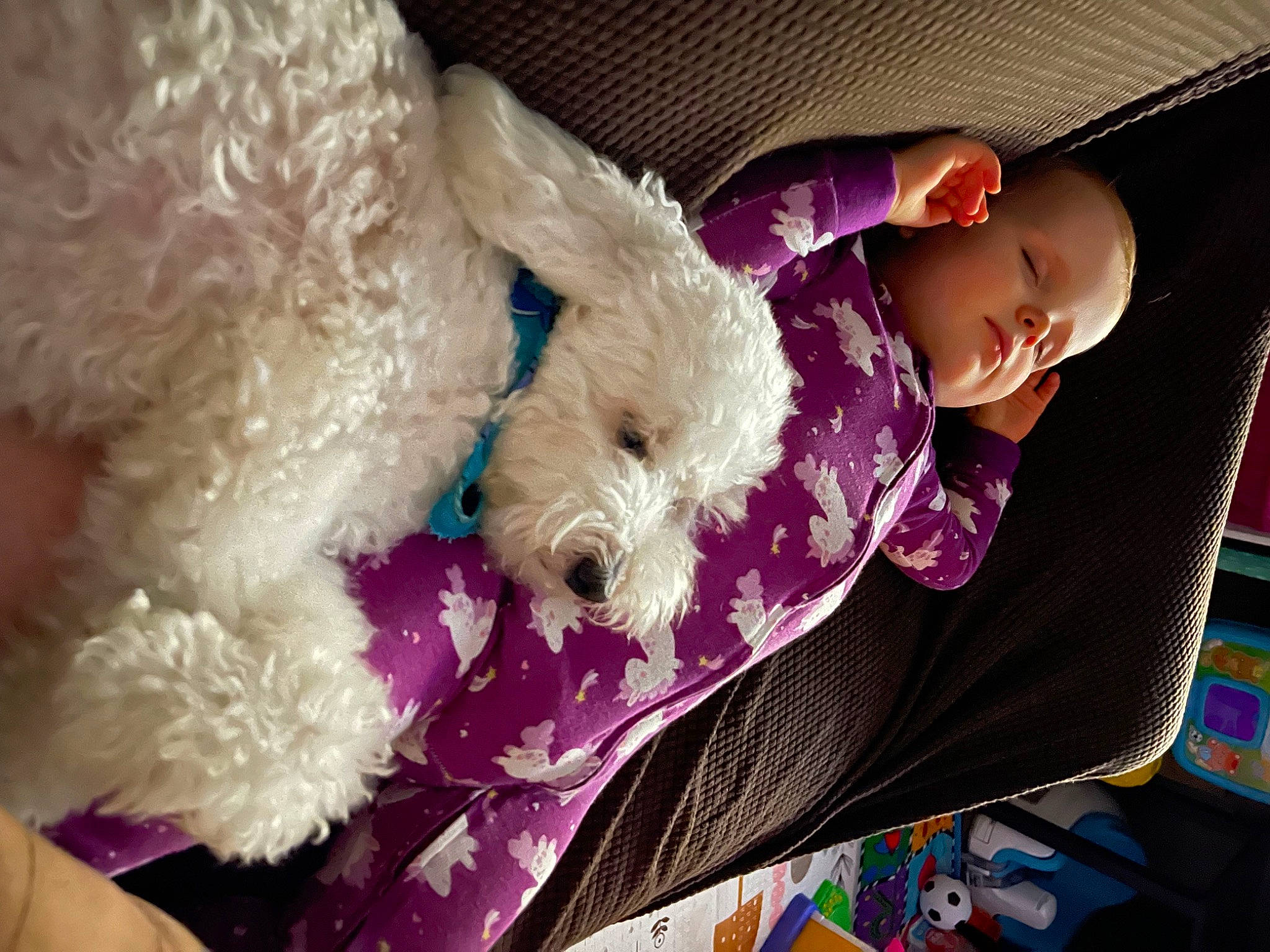 Delaney joined the competition — help win amazing prizes! baby, baby_toddler_clothing, carnivore, comfort, companion_dog, dog, dog_breed, dog_clothes, dog_collar, dog_supply, magenta, person, pink, purple, smile, sporting_group, stuffed_toy, terrier, toddler, toy