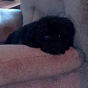 Louie is registered to the contest to win money with this photo: animal, black_dog, canine, couch, cozy, dog, furniture, home, indoor, living_room, low_light, pet, quiet, relaxed, resting, shadow, sleepy, sofa, soft, texture