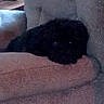 animal, black_dog, canine, couch, cozy, dog, furniture, home, indoor, living_room, low_light, pet, quiet, relaxed, resting, shadow, sleepy, sofa, soft, texture
