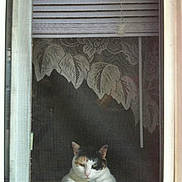 Crazy is registered to the contest to win money with this photo: animal, blind, calico_cat, cat, cozy, curtains, domestic_cat, feline, framed_window, home, indoor, lace_curtain, looking_out, pet, quiet, relaxed, resting, resting_cat, window, window_screen