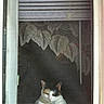 animal, blind, calico_cat, cat, cozy, curtains, domestic_cat, feline, framed_window, home, indoor, lace_curtain, looking_out, pet, quiet, relaxed, resting, resting_cat, window, window_screen