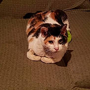 Crazy is registered to the contest to win money with this photo: cat, calico_cat, pet, animal, feline, indoor, couch, furniture, resting, looking, ears, whiskers, fur, cute, domestic, cozy, texture, green, shadow, relaxing