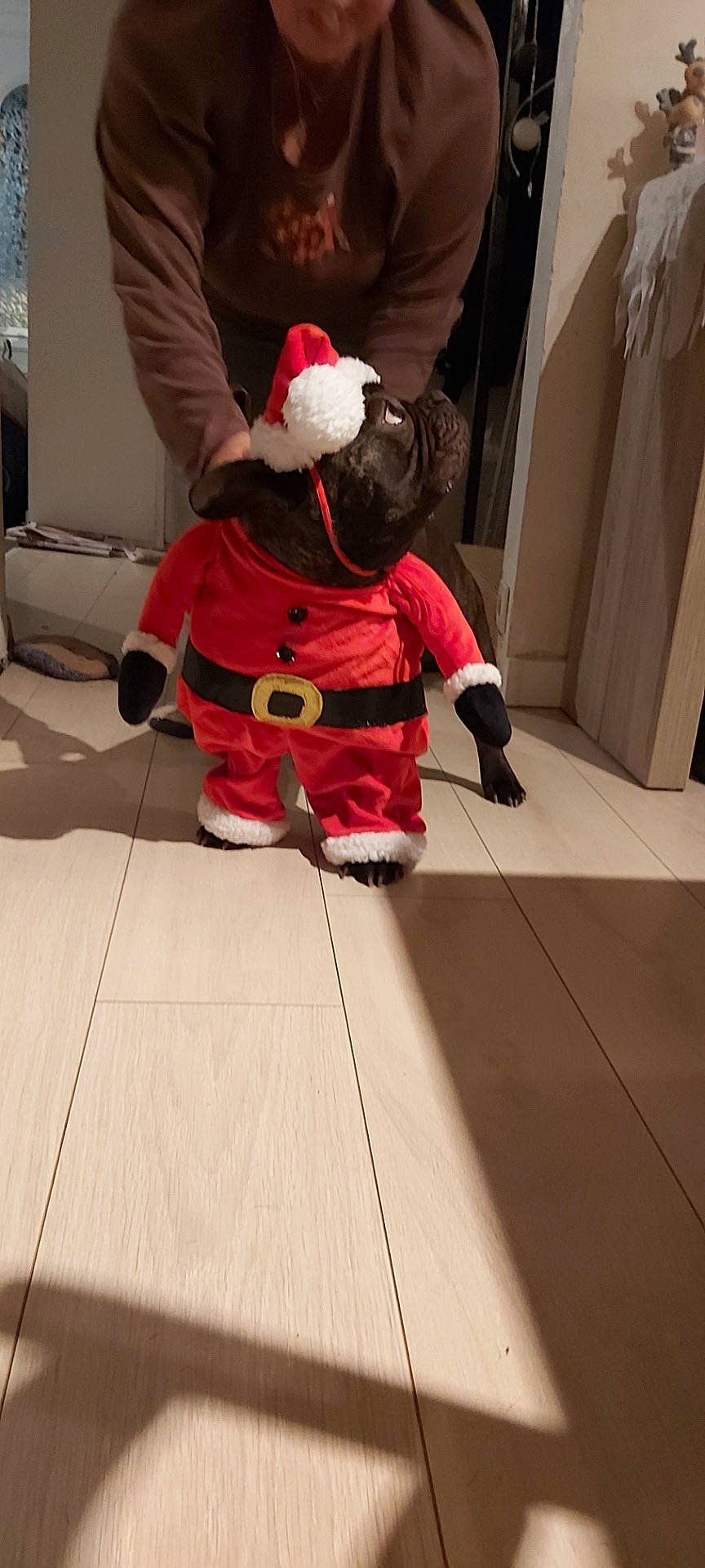 Scooby participe au concours pour gagner de l'argent avec cette photo : adult, animal, canine, clothing, dog, face, hardwood, head, indoors, interiordesign, male, man, person, pet, photography, plush, portrait, puppy, toy, wood