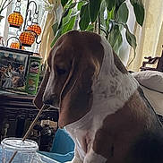Willow is registered to the contest to win money with this photo: basset_hound, dog, pet, indoor, living_room, glass_table, plastic_cup, straw, plant, lamp, photo_frame, curtains, sofa, water, furniture, decor, brown_and_white, canine, animal, cozy