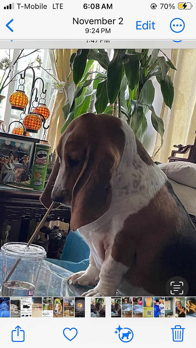 Willow is registered to the contest to win money with this photo: basset_hound, dog, pet, indoor, living_room, glass_table, plastic_cup, straw, plant, lamp, photo_frame, curtains, sofa, water, furniture, decor, brown_and_white, canine, animal, cozy