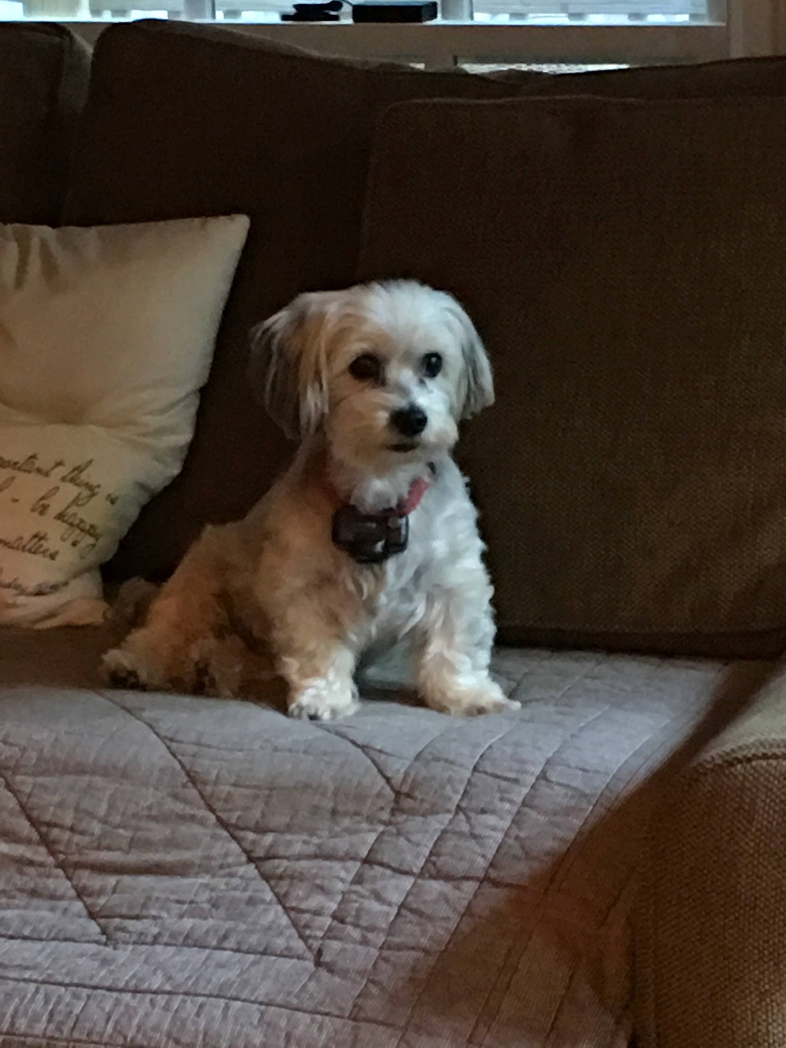 Sophie is registered to the contest to win money with this photo: canidae, carnivore, cavachon, cavapoo, cockapoo, companion_dog, dog, dog_breed, havanese, lhasa_apso, maltepoo, maltese, mammal, morkie, pekapoo, puppy, schnoodle, shih_tzu, snout, vertebrate