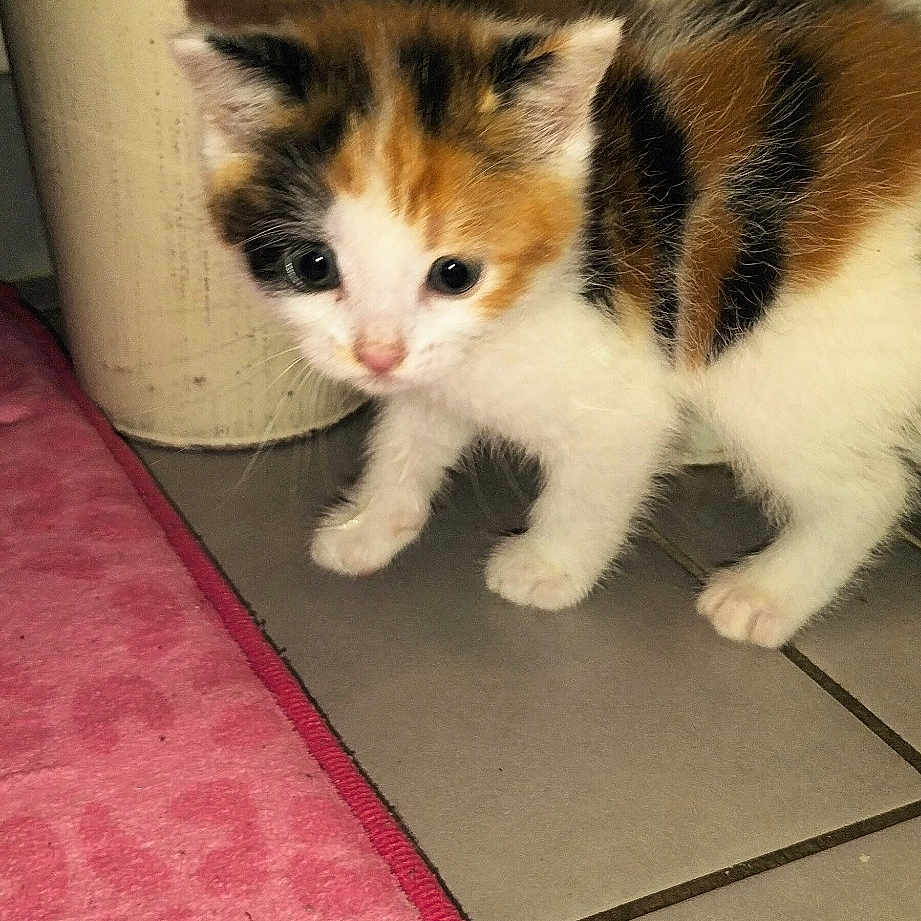 Miou