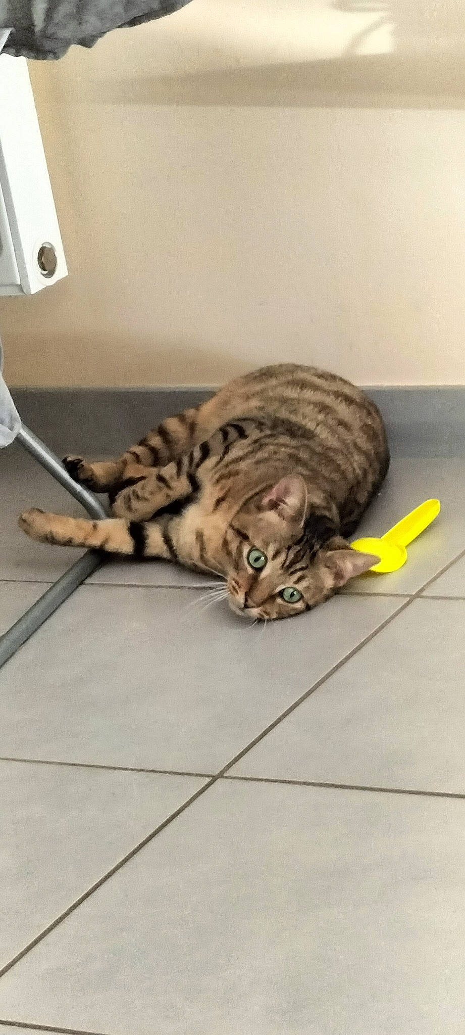 Carambar a rejoint le concours — aidez-le/la à gagner de superbes lots ! carnivore, cat, comfort, domestic_short_haired_cat, door, felidae, floor, flooring, fur, grey, hardwood, metal, paper_towel, paw, small_to_medium_sized_cats, snout, tail, terrestrial_animal, whiskers, wood