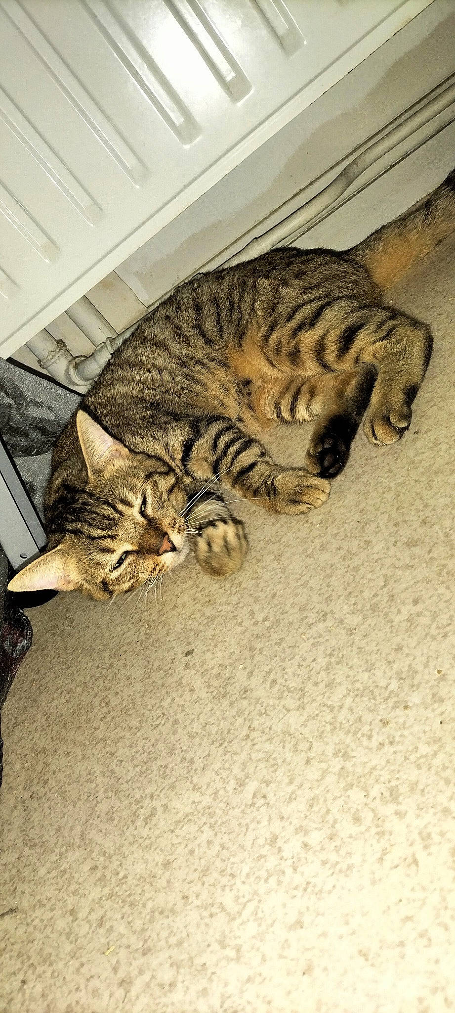 Carambar participe au concours pour gagner de l'argent avec cette photo : big_cats, carnivore, cat, claw, comfort, domestic_short_haired_cat, felidae, flooring, fur, nap, paw, siberian_tiger, small_to_medium_sized_cats, snout, tail, terrestrial_animal, tiger, whiskers, wildlife, wood