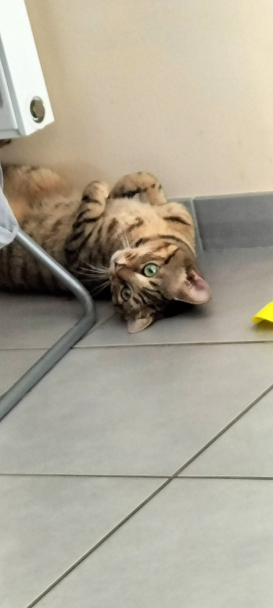 Carambar a rejoint le concours — aidez-le/la à gagner de superbes lots ! big_cats, canidae, carnivore, cat, comfort, domestic_short_haired_cat, fawn, felidae, floor, flooring, fur, hardwood, paw, room, small_to_medium_sized_cats, snout, tail, terrestrial_animal, whiskers, wood