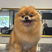 Nala La Loca a rejoint le concours — aidez-le/la à gagner de superbes lots ! dog, pomeranian, fluffy, happy, smiling, pet, animal, fur, small_dog, indoor, countertop, mirror, reflection, tongue_out, cute, portrait, sitting, friendly, companion, domestic_animal