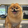 dog, pomeranian, fluffy, happy, smiling, pet, animal, fur, small_dog, indoor, countertop, mirror, reflection, tongue_out, cute, portrait, sitting, friendly, companion, domestic_animal