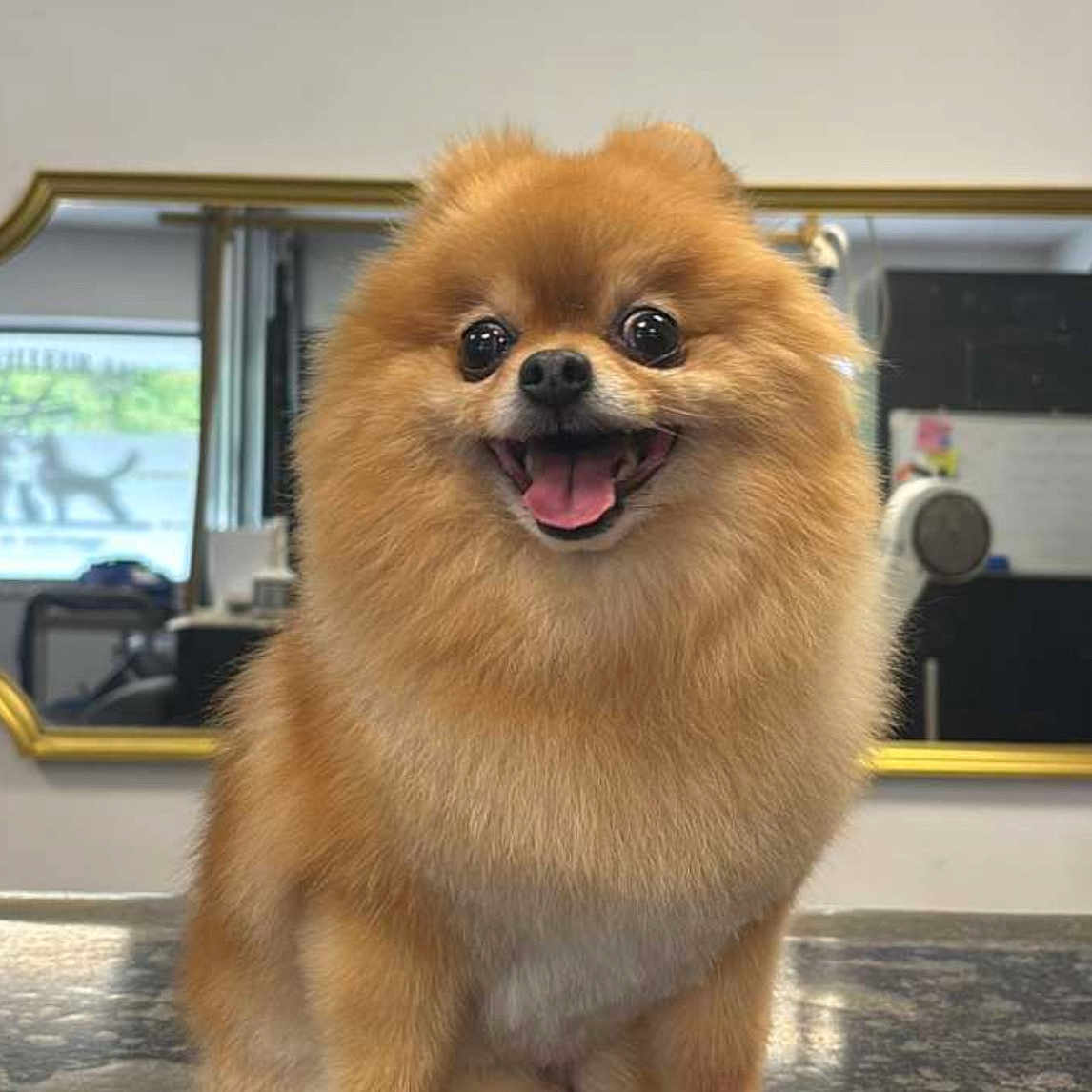 Nala La Loca a rejoint le concours — aidez-le/la à gagner de superbes lots ! dog, pomeranian, fluffy, happy, smiling, pet, animal, fur, small_dog, indoor, countertop, mirror, reflection, tongue_out, cute, portrait, sitting, friendly, companion, domestic_animal