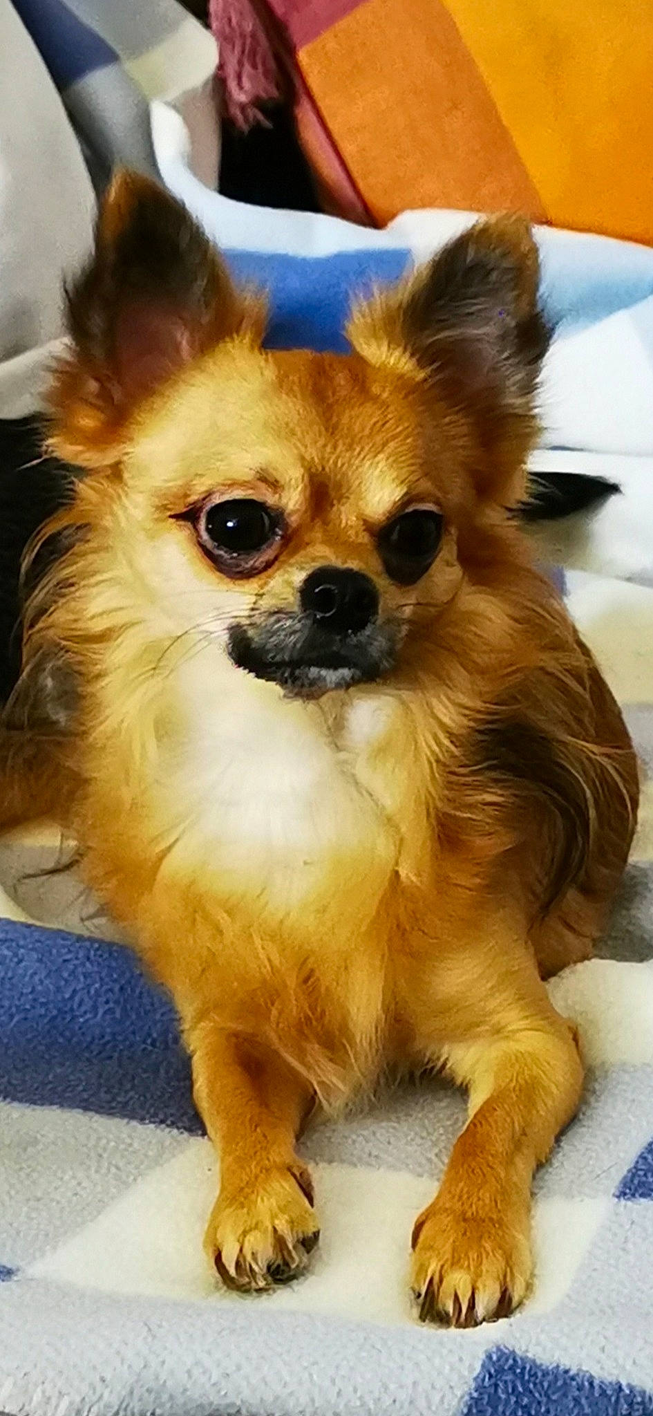 Noé participe au concours pour gagner de l'argent avec cette photo : canidae, carnivore, chihuahua, companion_dog, corgi_chihuahua, dog, dog_breed, dog_supply, ear, fawn, fur, hair, liver, russkiy_toy, snout, sporting_group, terrestrial_animal, toy_dog, whiskers, working_animal