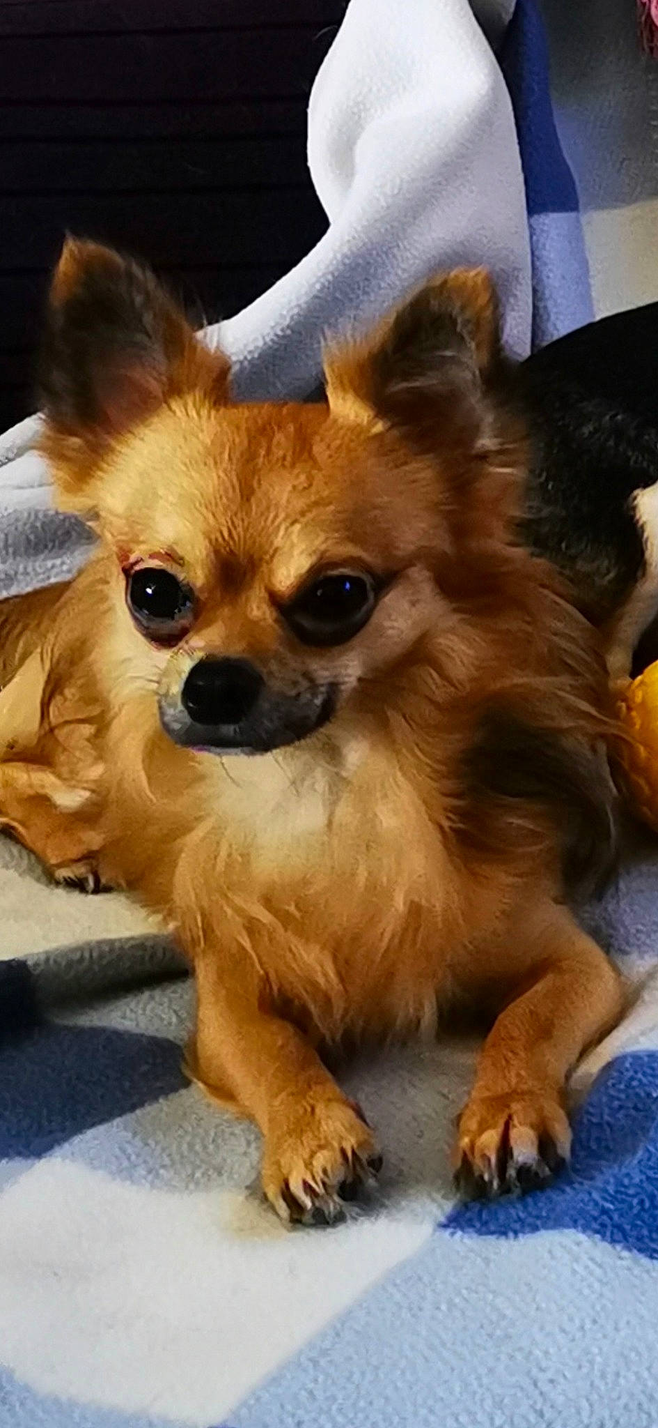 Noé a rejoint le concours — aidez-le/la à gagner de superbes lots ! canidae, carnivore, chihuahua, companion_dog, costume, dog, dog_breed, dog_supply, ear, fawn, fur, liver, paw, puppy, snout, sporting_group, terrestrial_animal, toy_dog, whiskers, working_animal