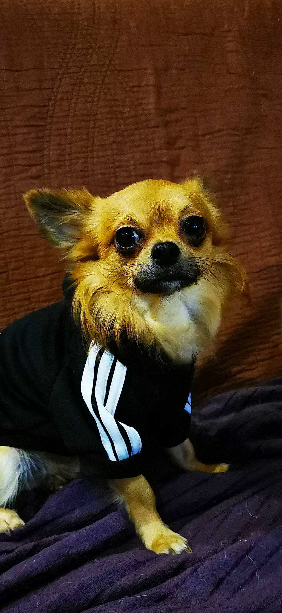 Noé participe au concours pour gagner de l'argent avec cette photo : canidae, carnivore, chihuahua, companion_dog, dog, dog_breed, dog_clothes, dog_supply, fawn, fur, german_spitz, non_sporting_group, pet_supply, pomeranian, puppy, snout, spitz, toy_dog, whiskers, working_animal