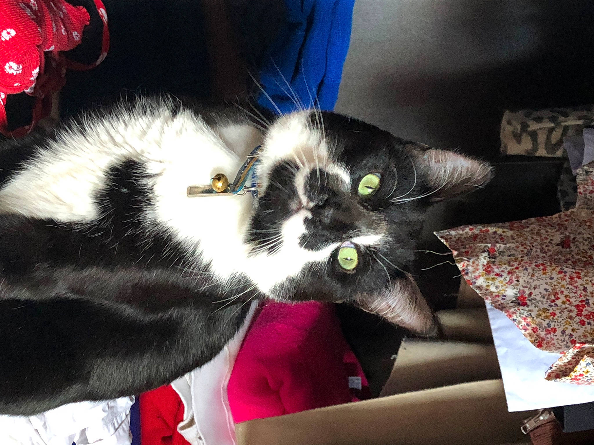 Salem a rejoint le concours — aidez-le/la à gagner de superbes lots ! carnivore, cat, claw, comfort, domestic_short_haired_cat, ear, felidae, fur, lap, small_to_medium_sized_cats, snout, tail, whiskers