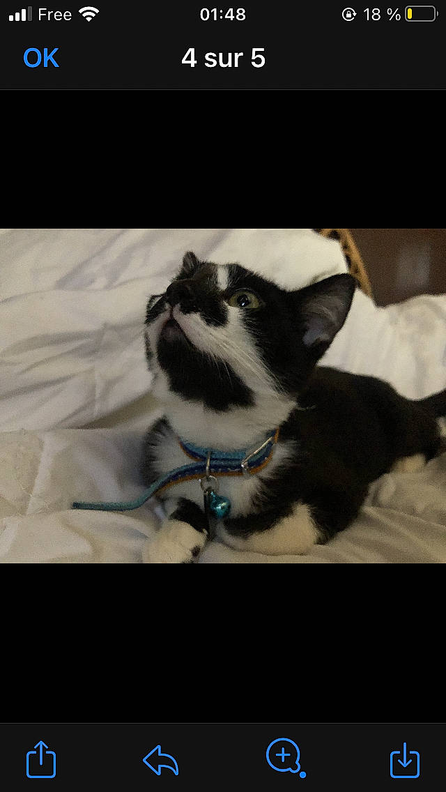 Salem a rejoint le concours — aidez-le/la à gagner de superbes lots ! carnivore, cat, darkness, domestic_short_haired_cat, felidae, flash_photography, font, formal_wear, fur, monochrome, monochrome_photography, organism, paw, photo_caption, screenshot, small_to_medium_sized_cats, still_life_photography, tail, whiskers, winter