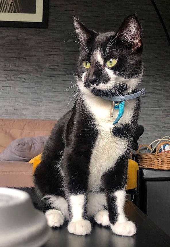 Salem a rejoint le concours — aidez-le/la à gagner de superbes lots ! bag, carnivore, cat, domestic_short_haired_cat, felidae, formal_wear, fur, grey, ingredient, paw, picture_frame, serveware, sitting, small_to_medium_sized_cats, snout, table, tail, whiskers