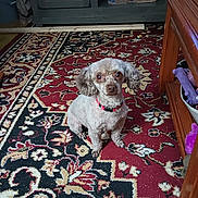 Hazel is registered to the contest to win money with this photo: brown_eyes, cabinet, collar, curly_fur, dog, floor_debris, groomed, hardwood_floor, home_interior, indoor, looking_up, ornate_pattern, patterned_rug, paws, pet_toy, red_rug, sitting, small_dog, storage_box, wooden_table