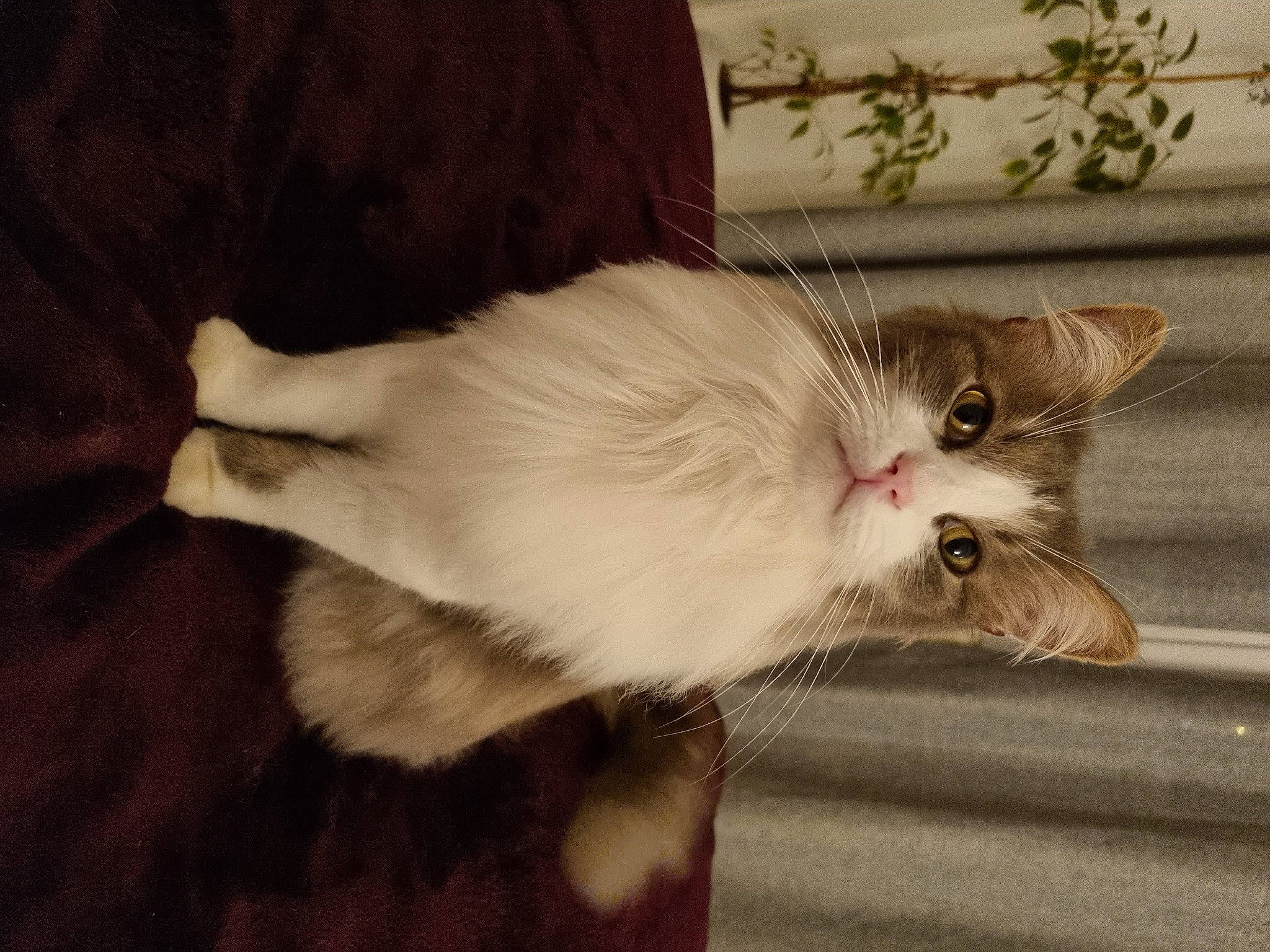 Poker participe au concours pour gagner de l'argent avec cette photo : carnivore, cat, claw, comfort, domestic_short_haired_cat, ear, fawn, felidae, fur, paw, plant, small_to_medium_sized_cats, snout, tail, whiskers