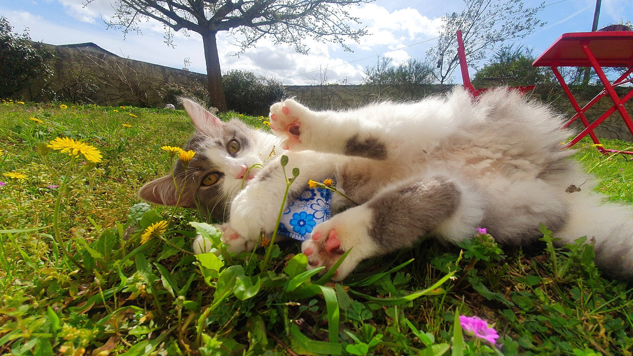 Poker participe au concours pour gagner de l'argent avec cette photo : canidae, carnivore, cat, fawn, felidae, grass, kitten, ragdoll, small_to_medium_sized_cats