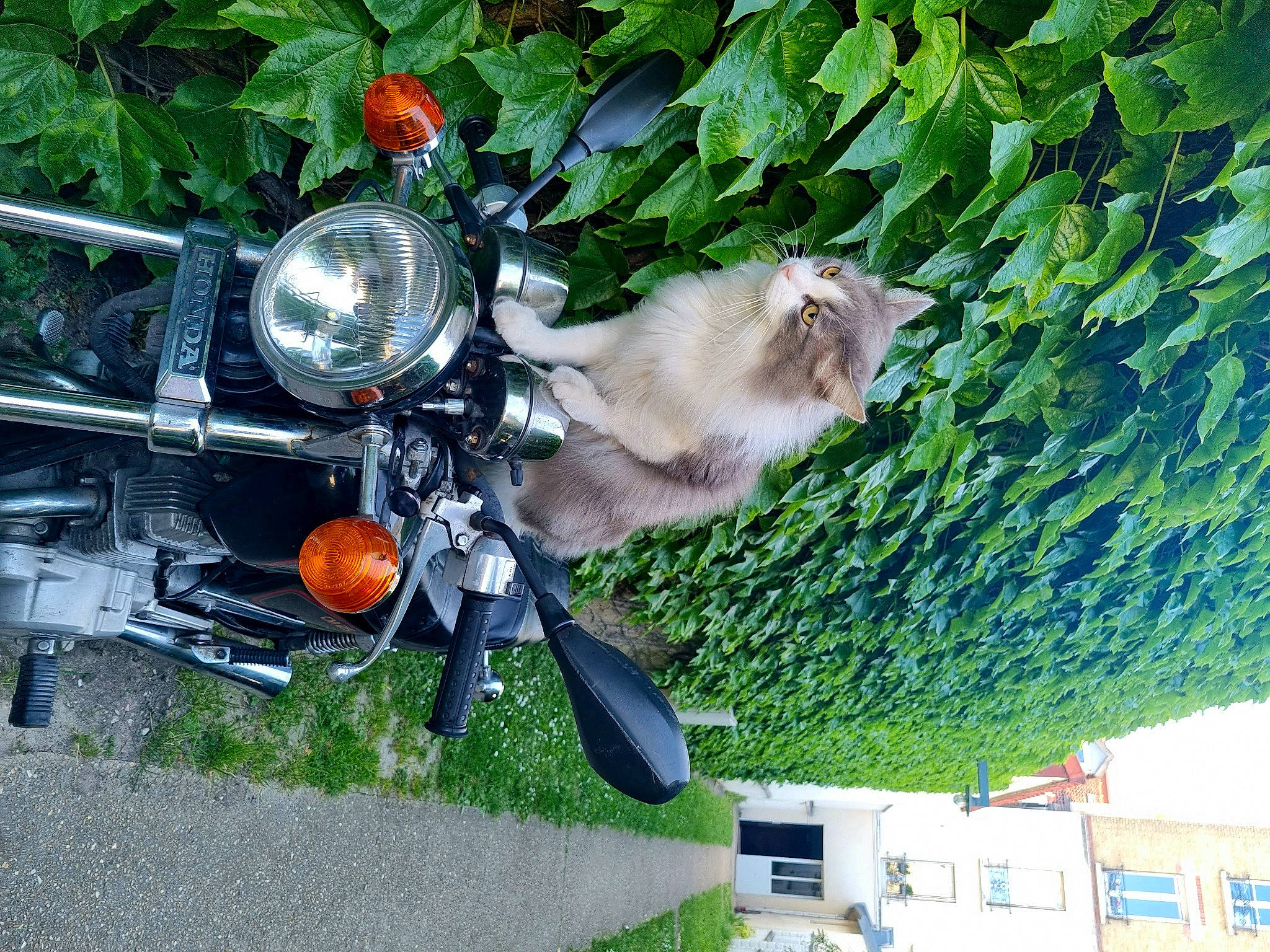 Poker participe au concours pour gagner de l'argent avec cette photo : auto_part, automotive_exterior, automotive_lighting, automotive_tire, bicycle_handlebar, carnivore, felidae, fender, grass, headlamp, motor_vehicle, motorcycle, motorcycling, plant, tail, tire, tree, vehicle, window, windshield