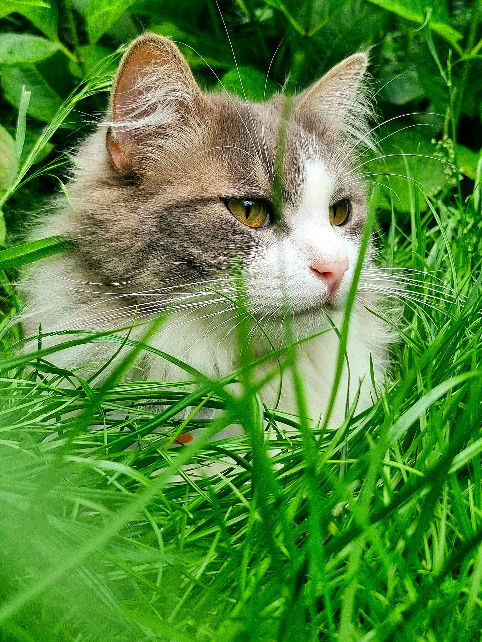 Poker a rejoint le concours — aidez-le/la à gagner de superbes lots ! carnivore, cat, collar, domestic_short_haired_cat, fawn, felidae, fur, grass, grass_family, groundcover, herb, lawn, pet_supply, plant, small_to_medium_sized_cats, snout, tail, terrestrial_animal, whiskers, wildlife