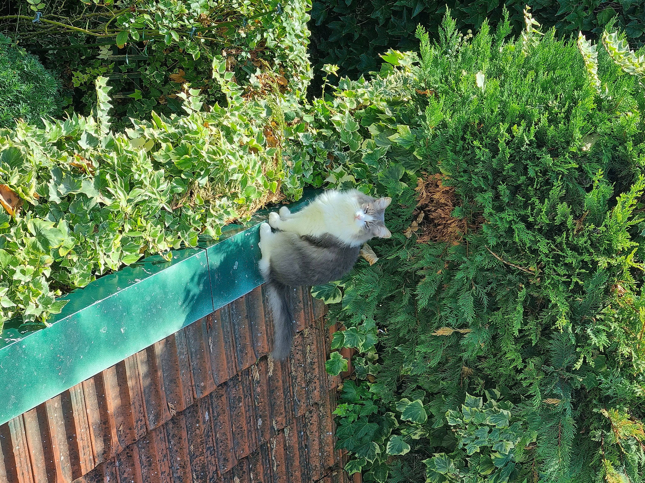 Poker participe au concours pour gagner de l'argent avec cette photo : biome, carnivore, cat, fawn, felidae, fence, garden, grass, grass_family, groundcover, home_fencing, outdoor_furniture, plant, plant_community, shrub, small_to_medium_sized_cats, tail, tree, vegetation, wood