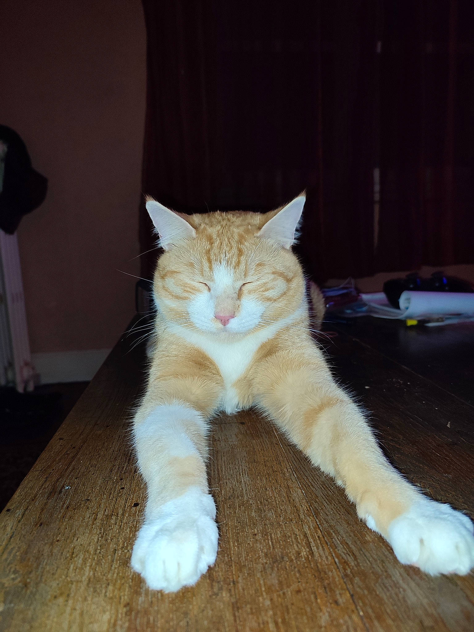 Wãn participe au concours pour gagner de l'argent avec cette photo : carnivore, cat, claw, comfort, domestic_short_haired_cat, fawn, felidae, floor, flooring, foot, fur, hardwood, human_leg, paw, small_to_medium_sized_cats, snout, tail, terrestrial_animal, whiskers, wood