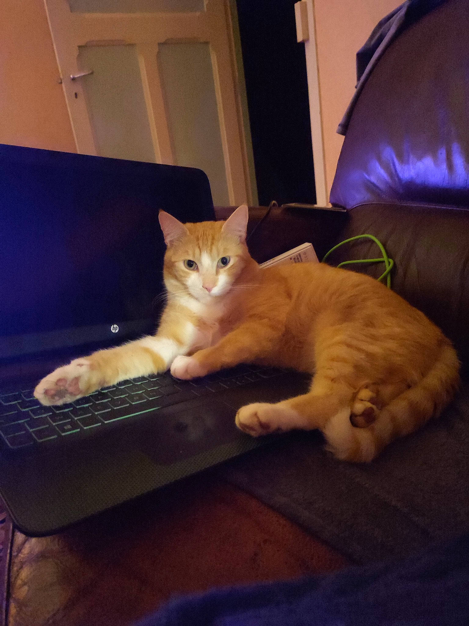 Wãn a rejoint le concours — aidez-le/la à gagner de superbes lots ! bed, carnivore, cat, comfort, couch, domestic_short_haired_cat, eye, fawn, felidae, fur, hardwood, head, leg, paw, sitting, small_to_medium_sized_cats, snout, tail, whiskers, wood