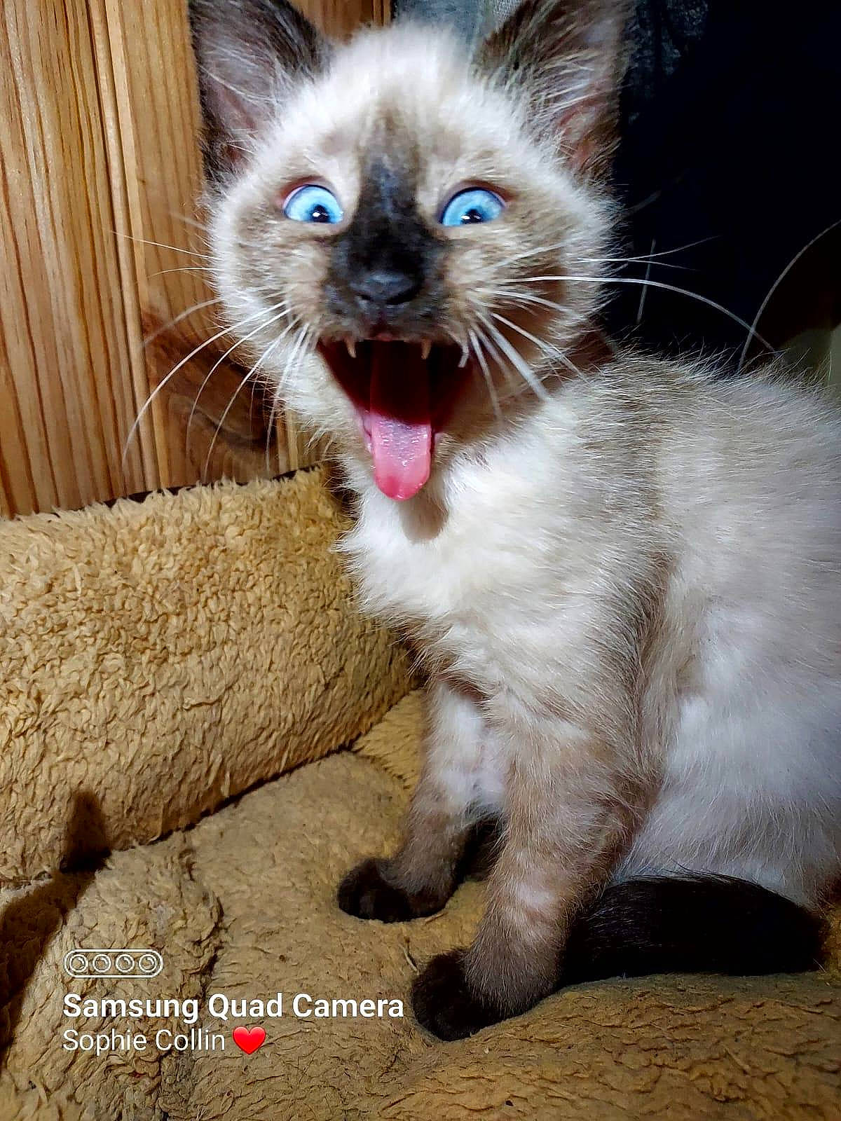 Tchoupi a rejoint le concours — aidez-le/la à gagner de superbes lots ! carnivore, cat, claw, collar, curtain, domestic_short_haired_cat, fang, fawn, felidae, foot, fur, paw, photo_caption, siamese, small_to_medium_sized_cats, smile, snout, tail, thai, whiskers