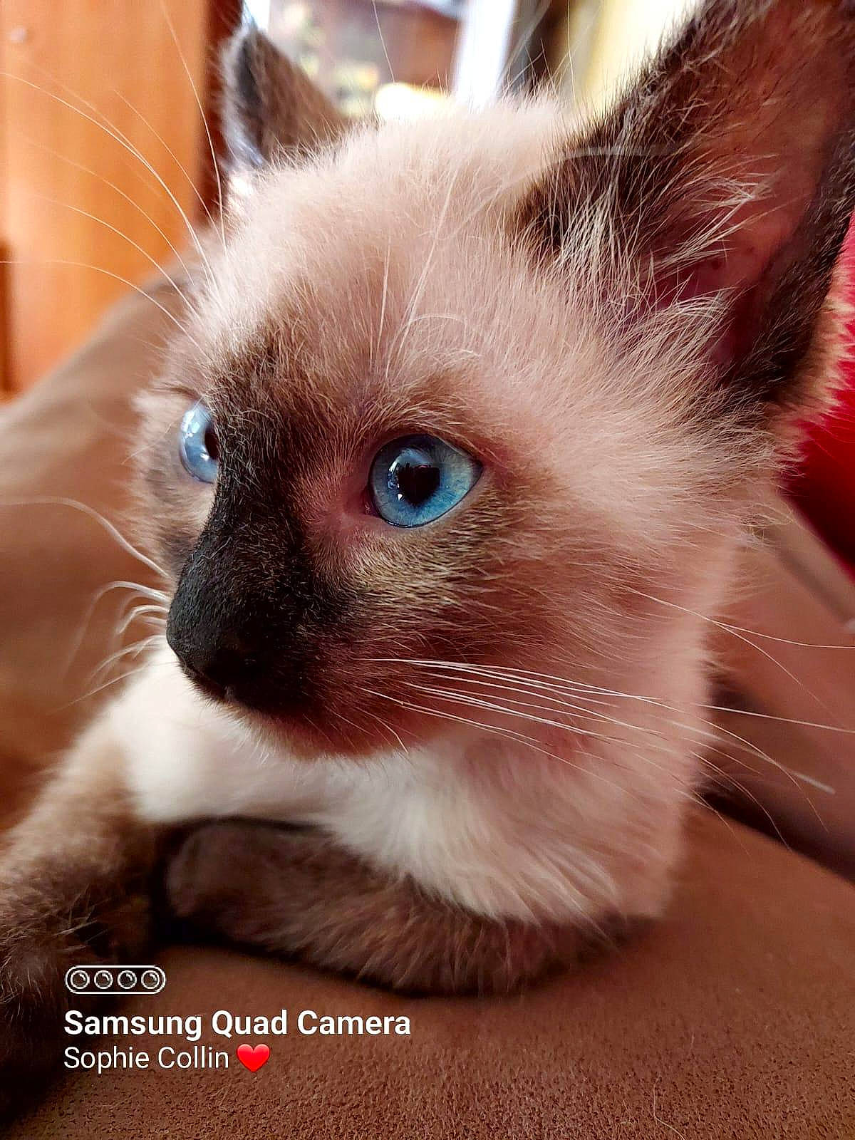 Tchoupi participe au concours pour gagner de l'argent avec cette photo : carnivore, cat, domestic_short_haired_cat, fawn, felidae, fur, siamese, small_to_medium_sized_cats, snout, whiskers