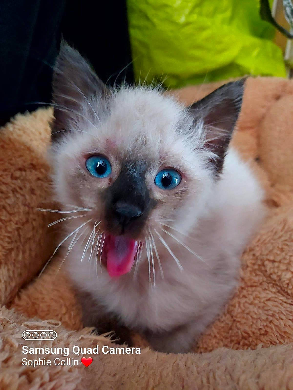 Tchoupi a rejoint le concours — aidez-le/la à gagner de superbes lots ! balinese, birman, carnivore, cat, claw, electric_blue, fawn, felidae, fur, paw, photo_caption, plant, siamese, small_to_medium_sized_cats, snout, tail, terrestrial_animal, thai, whiskers