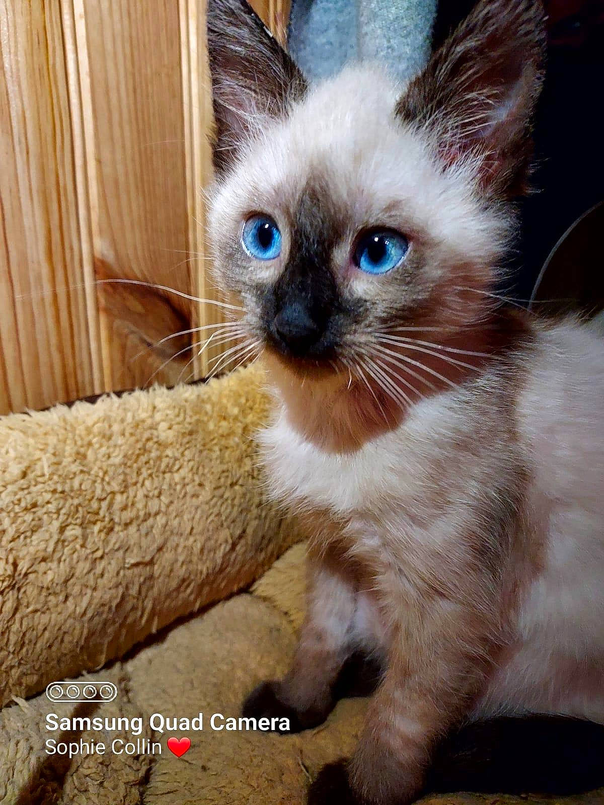 Tchoupi participe au concours pour gagner de l'argent avec cette photo : carnivore, cat, claw, curtain, electric_blue, eye, fawn, felidae, fur, iris, siamese, small_to_medium_sized_cats, snout, tail, terrestrial_animal, whiskers