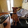 Rocky participe au concours pour gagner de l'argent avec cette photo : dog, living_room, sofa, cushions, coffee_table, tiles, glass_doors, plant, remote_control, mug, footwear, wall_art, ottoman, natural_light, interior, furniture, pet, collar, curious, seated