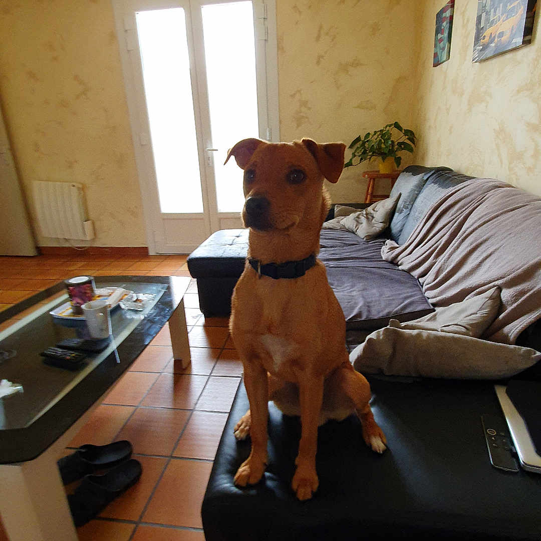 Rocky participe au concours pour gagner de l'argent avec cette photo : coffee_table, collar, curious, cushions, dog, footwear, furniture, glass_doors, interior, living_room, mug, natural_light, ottoman, pet, plant, remote_control, seated, sofa, tiles, wall_art