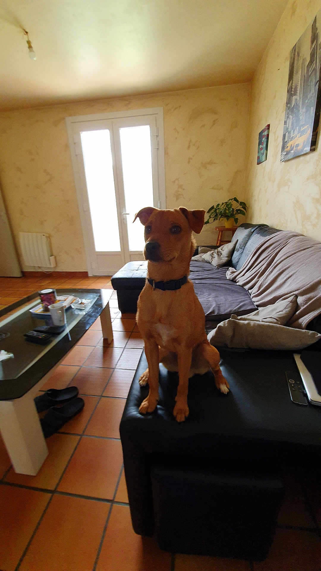 Rocky participe au concours pour gagner de l'argent avec cette photo : dog, living_room, sofa, cushions, coffee_table, tiles, glass_doors, plant, remote_control, mug, footwear, wall_art, ottoman, natural_light, interior, furniture, pet, collar, curious, seated