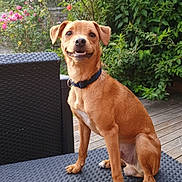 Rocky participe au concours pour gagner de l'argent avec cette photo : animal, brown_dog, canine, collar, cute, dog, flowers, garden, greenery, happy, nature, outdoor, pet, portrait, sitting, smiling_dog, sunlight, table, wicker_table, wooden_deck