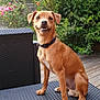 dog, brown_dog, pet, smiling_dog, outdoor, garden, greenery, flowers, collar, table, wicker_table, wooden_deck, sunlight, nature, animal, cute, sitting, portrait, happy, canine