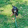 Cinch is registered to the contest to win money with this photo: adorable, animal, canine, collar, cute, dog, ears, fur, grass, greenery, leash, nature, outdoor, pet, playful, puppy, resting, small_dog, sunlight, young