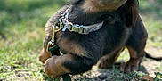 Cinch joined the competition — help win amazing prizes! animal, black, brown, collar, cute, dachshund, dog, ears, fur, grass, ground, leash, nature, outdoor, pet, playful, puppy, small, sunlight, young