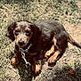 Cinch is registered to the contest to win money with this photo: animal, black_fur, brown_fur, canine, collar, cute, daytime, dog, floppy_ears, grass, ground, leash, looking_up, nature, outdoor, pet, puppy, resting, sunlight, young_dog